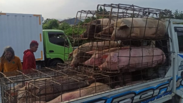 Mobil Pikap Angkut Puluhan Babi Terguling di Tol Jagorawi
