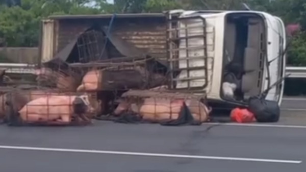 Mobil Pikap Angkut Puluhan Babi Terguling di Tol Jagorawi