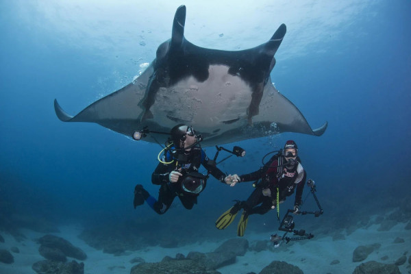 5 Fakta Pari Manta, Pari Terbesar di Dunia yang Sudah Langka