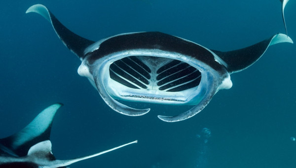 5 Fakta Pari Manta, Pari Terbesar di Dunia yang Sudah Langka