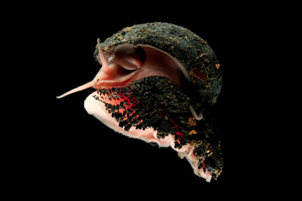 6 Fakta Unik Volcano Snail, Siput Vulkanik yang Hidup di Suhu Ekstrim