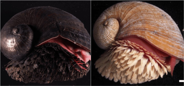 6 Fakta Unik Volcano Snail, Siput Vulkanik yang Hidup di Suhu Ekstrim