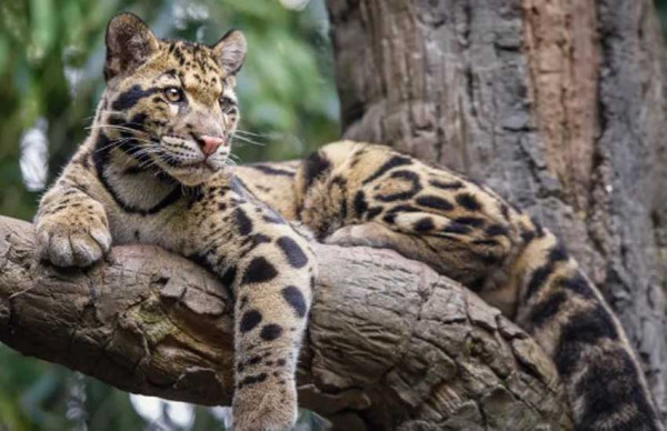 Pemburu Istimewa Hutan Asia Tenggara, Macan Dahan Mampu Bergelantungan Selincah Monyet