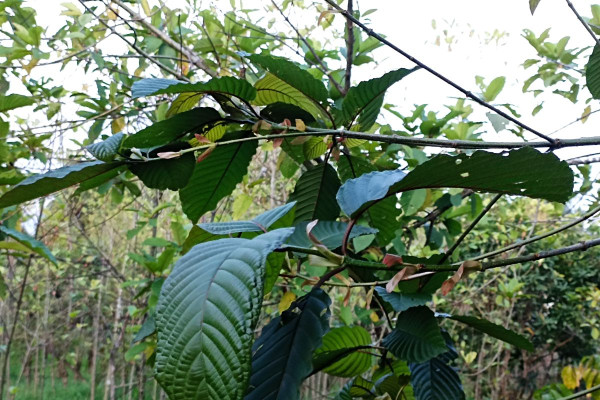 Polemik Kratom, Tanaman Herbal yang Viral Karena Masuk Kategori Narkotika