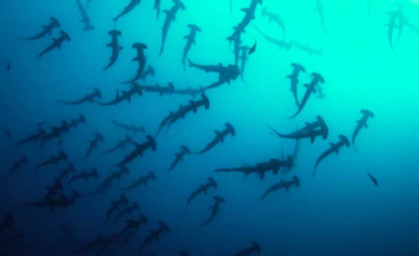 Populasi Hiu Martil Hilang dari Gunung Bawah Laut Teluk California
