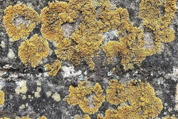 Biocrusts, Rahasia Tembok Besar China Kokoh Berdiri selama Berabad-abad