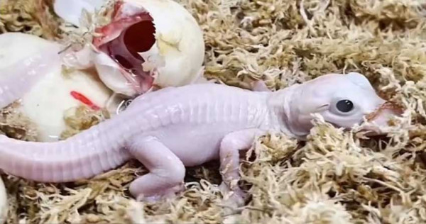 Peristiwa Langka, Bayi Buaya Putih Lahir di Taman Satwa Florida