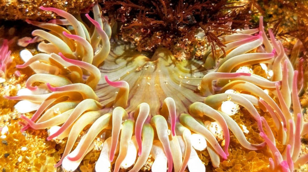 7 Fakta Unik Anemon Laut, Rumah Bagi Nemo!