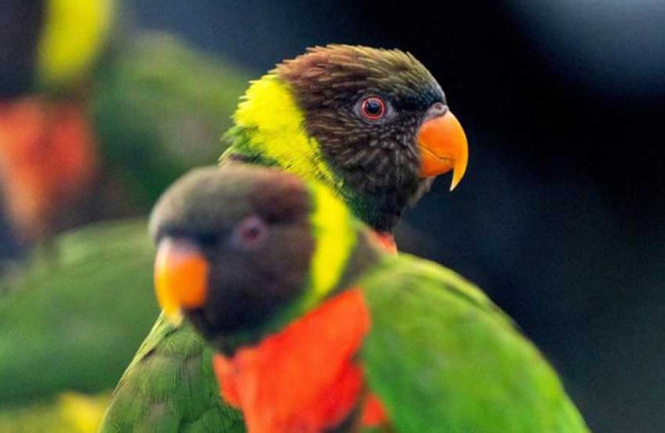 Burung Beo Super Langka Menetas di Kebun Binatang Inggris