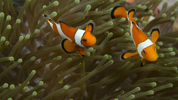 7 Fakta Unik Anemon Laut, Rumah Bagi Nemo!