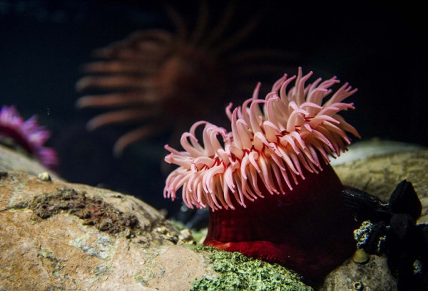 7 Fakta Unik Anemon Laut, Rumah Bagi Nemo!