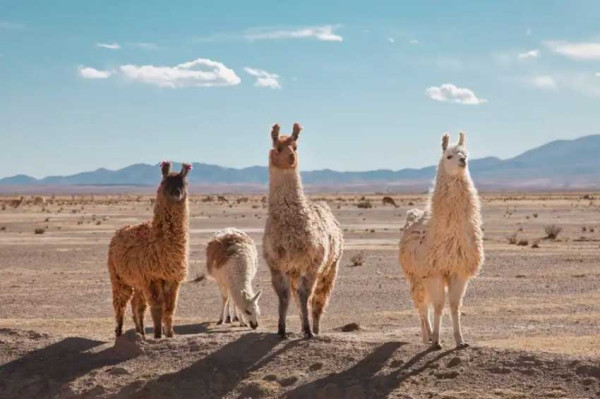Llama Punya Antibodi Ampuh untuk Melawan Virus Mematikan
