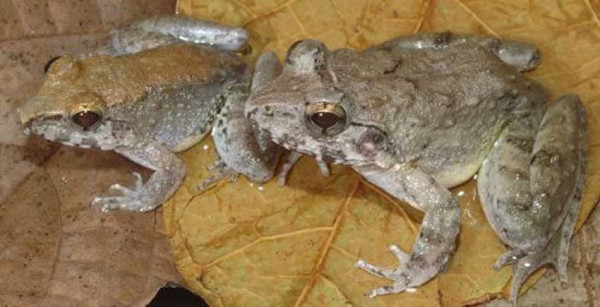 Spesies Katak Bertaring Terkecil di Dunia Ditemukan di Hutan Indonesia