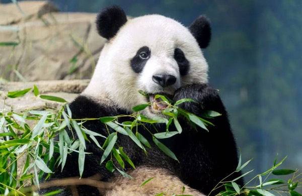 8 Fakta Unik Panda, Hewan Menggemaskan yang Punya Banyak Keanehan