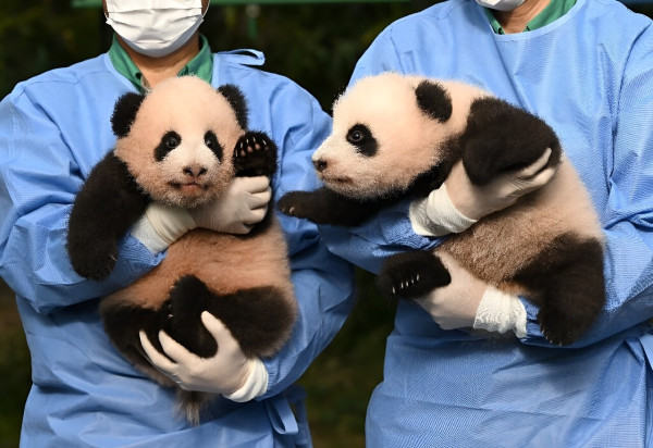 8 Fakta Unik Panda, Hewan Menggemaskan yang Punya Banyak Keanehan