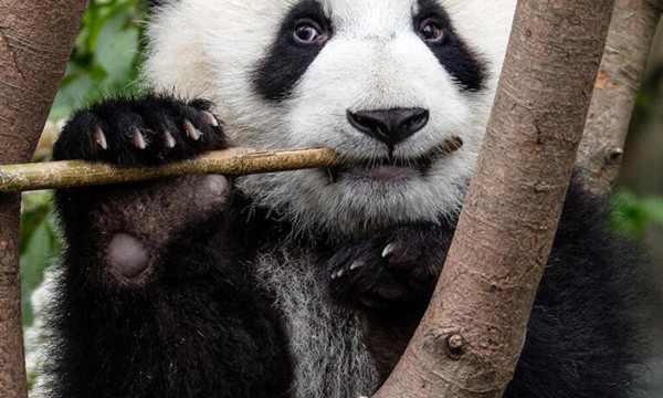 8 Fakta Unik Panda, Hewan Menggemaskan yang Punya Banyak Keanehan