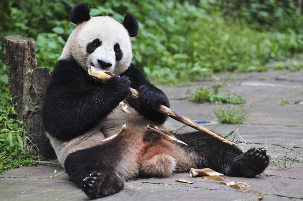 8 Fakta Unik Panda, Hewan Menggemaskan yang Punya Banyak Keanehan
