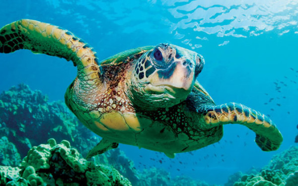 8 Fakta Menarik Penyu, Hewan Laut yang Hidup Ratusan Tahun