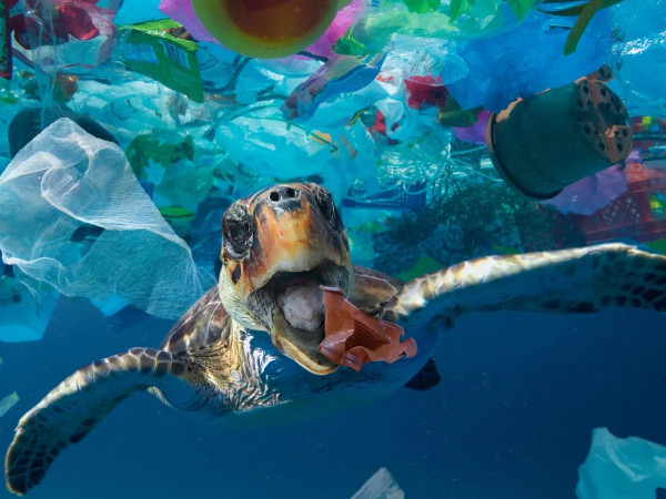 8 Fakta Menarik Penyu, Hewan Laut yang Hidup Ratusan Tahun