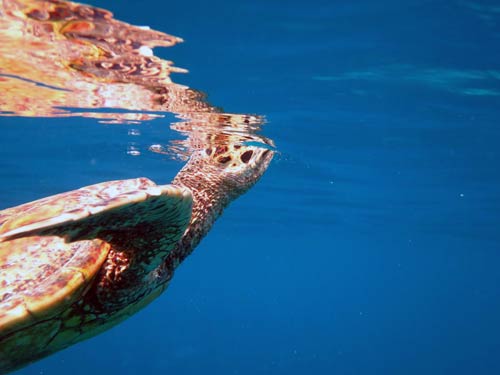 8 Fakta Menarik Penyu, Hewan Laut yang Hidup Ratusan Tahun