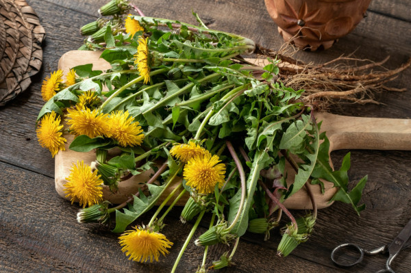 10 Herbal untuk Mengecilkan Perut Buncit, Berat Badan Langsung Turun