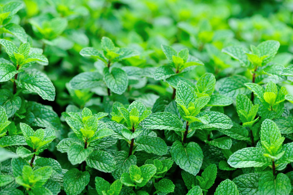 10 Herbal untuk Mengecilkan Perut Buncit, Berat Badan Langsung Turun
