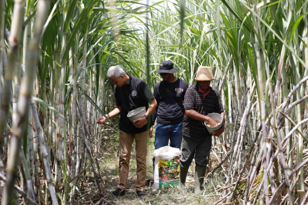 Petani Tebu Nganjuk Keluhkan Impor Gula, Ganjar Janji Prioritaskan Produk Dalam Negeri