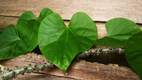 6 Tanaman Obat yang Bisa Ditanam di Pot dan Manfaatnya