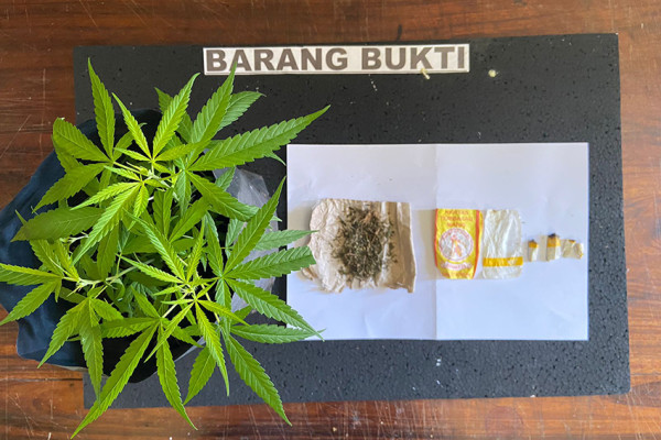Penjaga Malam Ini Nekat Tanam Ganja di Kantor Camat Mukomuko, Gak Bahaya Ta?