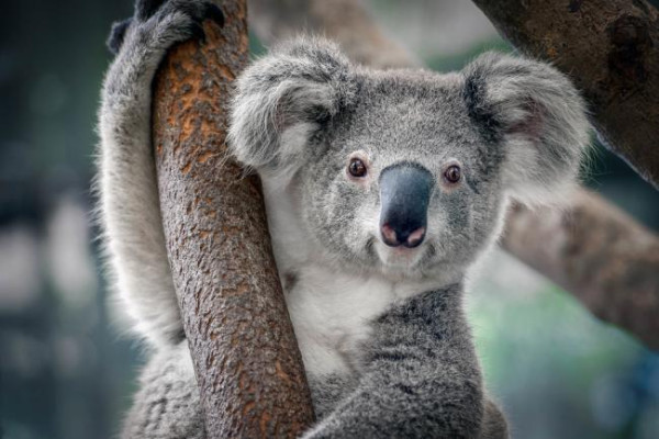 Inilah Penyebab Australia Punya Beragam Jenis Hewan yang Aneh