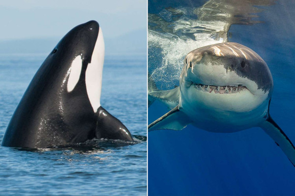 Hiu Putih Besar vs Paus Pembunuh, Siapa Predator Nomor 1 di Laut?