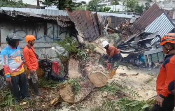 Hujan Angin Tumbangkan Pohon di Malang, Timpa 8 Lapak Pedagang, Mobil, dan Motor
