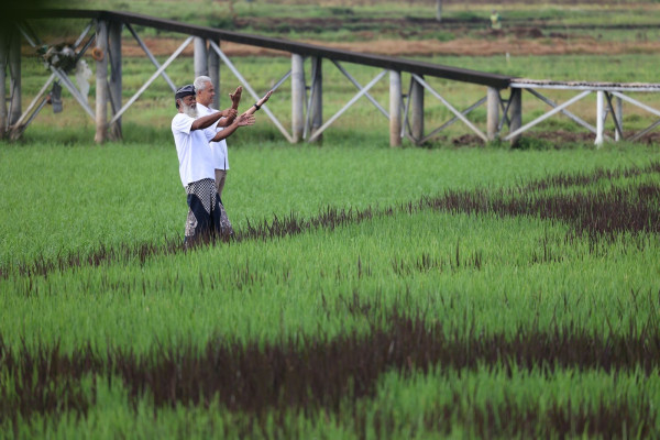 Wujud Cinta Seniman Semarang, Bikin Lukisan Ganjar-Mahfud dengan Media Padi di Sawah