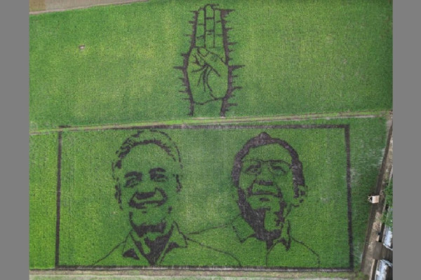 Idolakan Ganjar, Seniman Pari Corek di Semarang Gambar Sawah Berwajah Ganjar-Mahfud