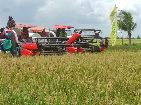 WPI Panen Perdana di Banyuasin, Optimistis Kemitraan Sejahterakan Petani