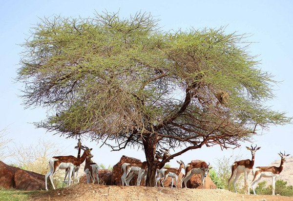 Al Ain di UEA, Ibu Kota Pariwisata Teluk: Bunga Mawar di Gurun Sahara
