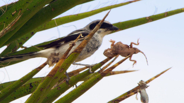Mengenal Butcherbird, Burung Tukang Jagal yang Brutal