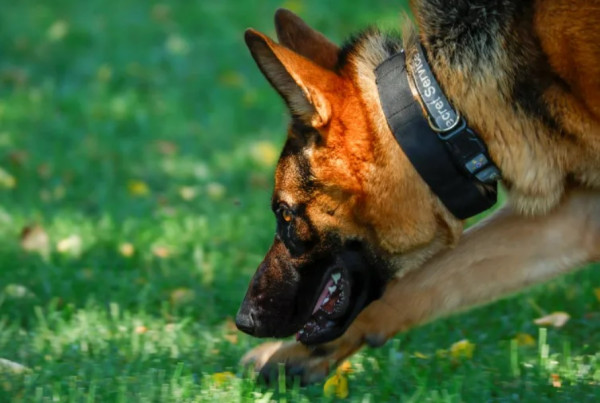 5 Anjing Milik Pemimpin Dunia yang Suka Bikin Onar dan Jahil