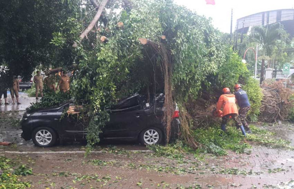 Sidoarjo Hujan Es, Angin Kencang Tumbangkan Pohon
