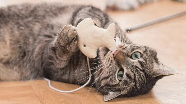 7 Cara Jitu Menjaga Perabotan Rumah Aman dari Cakaran Kucing