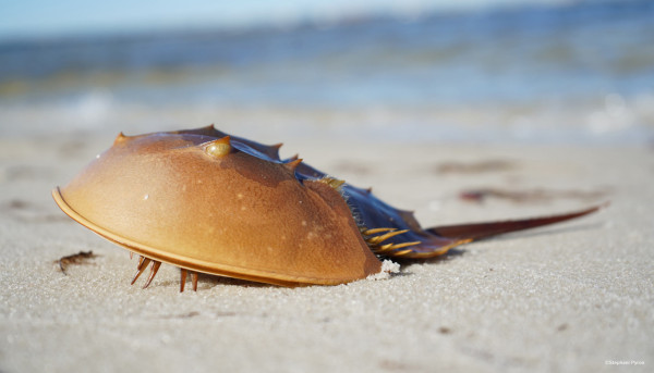 8 Fakta Menakjubkan Kepiting Tapal Kuda: Fosil Hidup Berdarah Biru