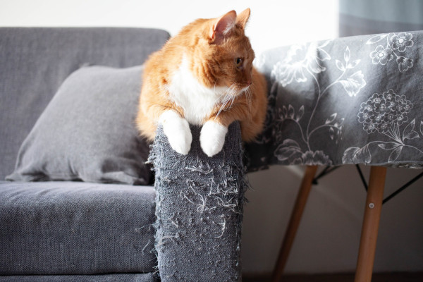 7 Cara Jitu Menjaga Perabotan Rumah Aman dari Cakaran Kucing