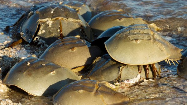 8 Fakta Menakjubkan Kepiting Tapal Kuda: Fosil Hidup Berdarah Biru