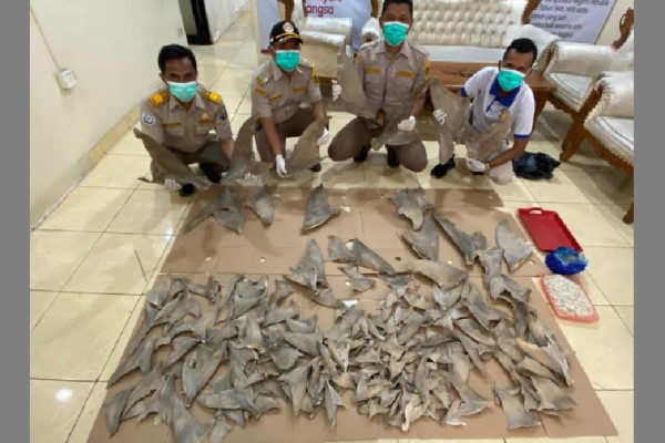 20 Kg Sirip Hiu Ilegal Disita di Pelabuhan Bakauheni, Ini Penampakannya