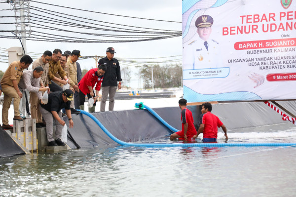 Wakil Gubernur Kalteng Edy Pratowo Menebar Benur Udang Vaname di Kawasan Tambak Udang