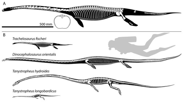 Fosil Dinosaurus Laut Leher Panjang Tertua di Dunia Ditemukan, Begini Wujudnya