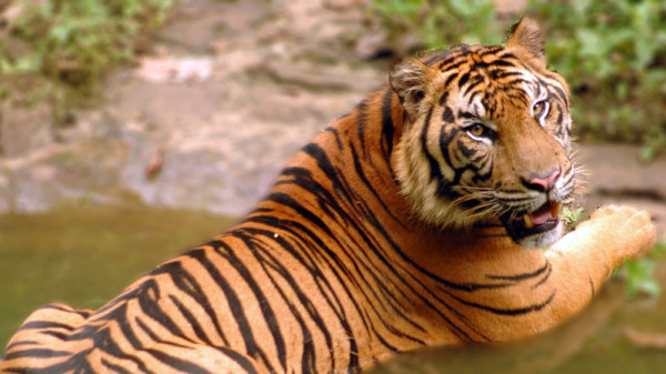 Menyelamatkan Raja Rimba: Inilah Daftar Habitat Harimau Sumatera di Indonesia