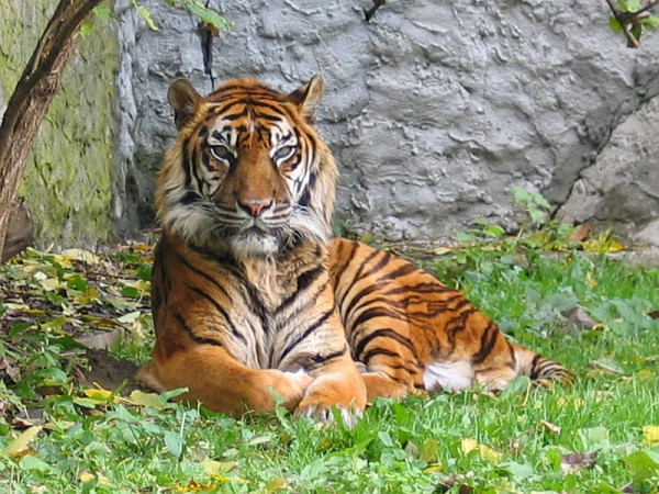 Perbandingan Harimau Sumatera dan Harimau Jawa, dari Habitat hingga Mangsa