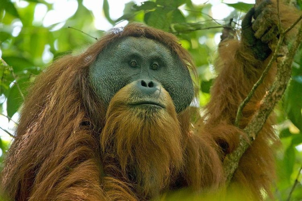 5 Hewan Liar di Sumatera yang Keberadaannya Terancam Punah