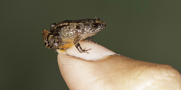 Mengenal Paedophryne amauensis, Katak Terkecil di Dunia